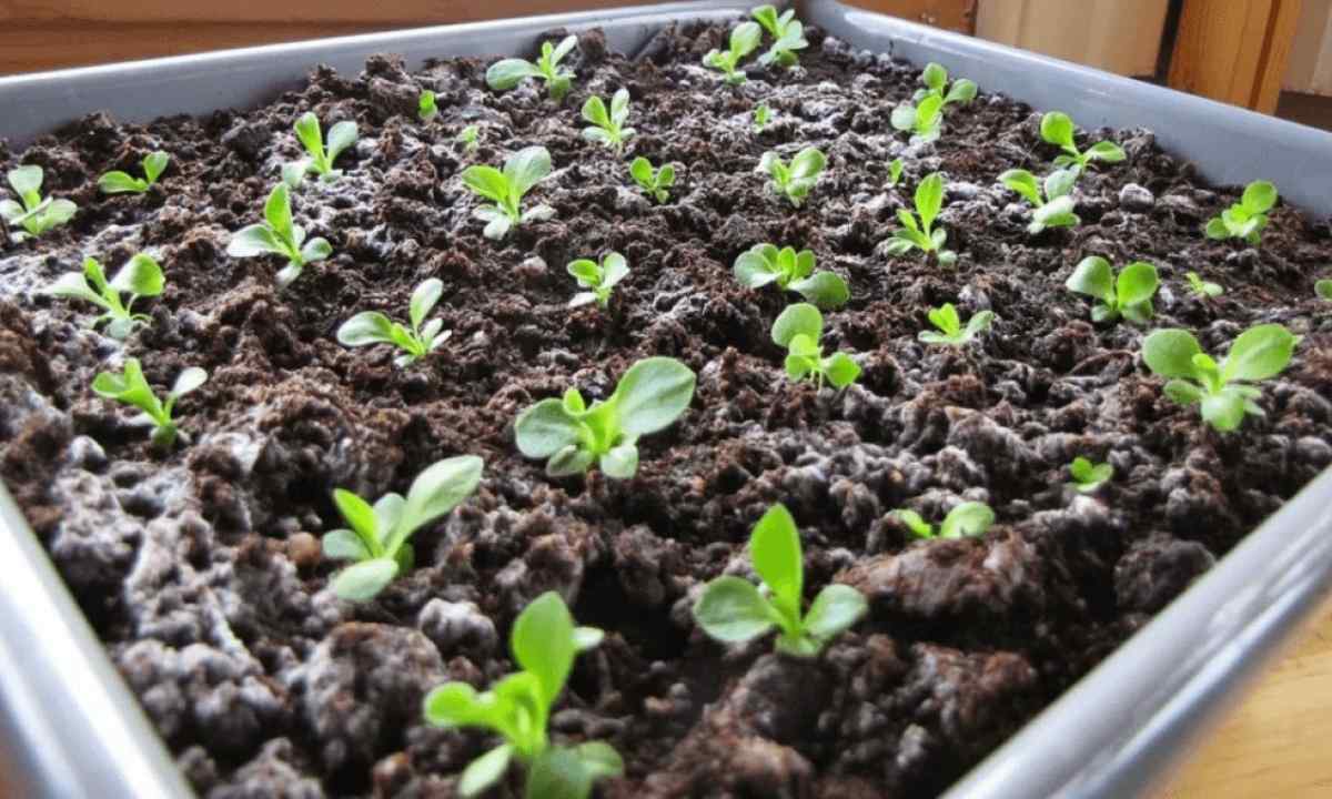 How to grow up primrose from seeds