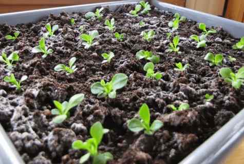 How to grow up primrose from seeds