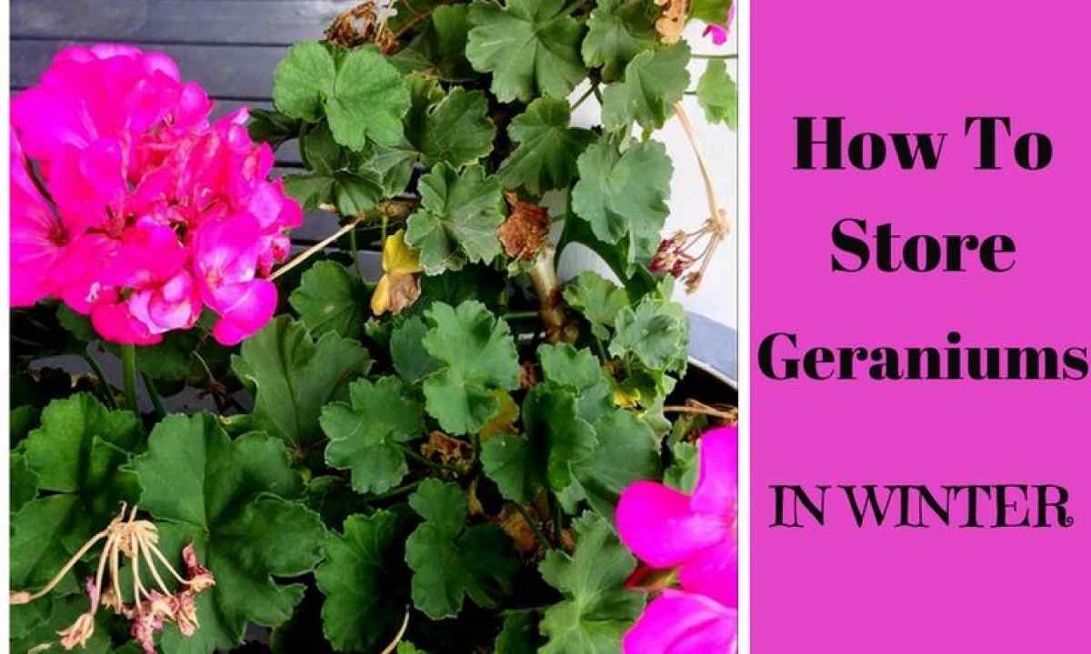 In how many days, geranium seeds in house conditions ascend