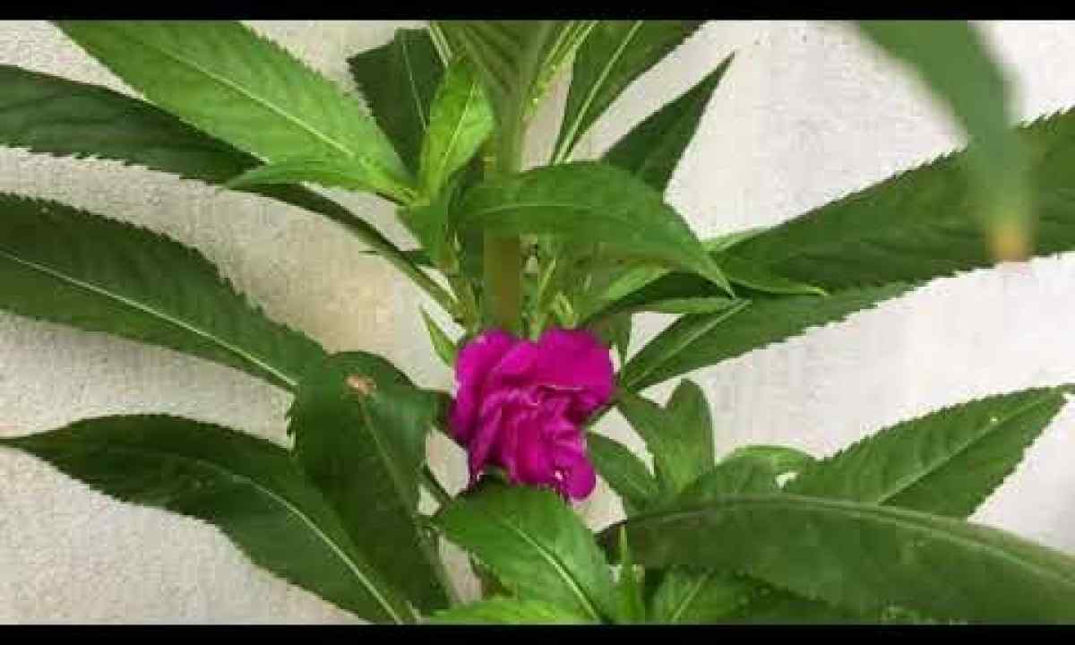 How to grow up balsam from seeds