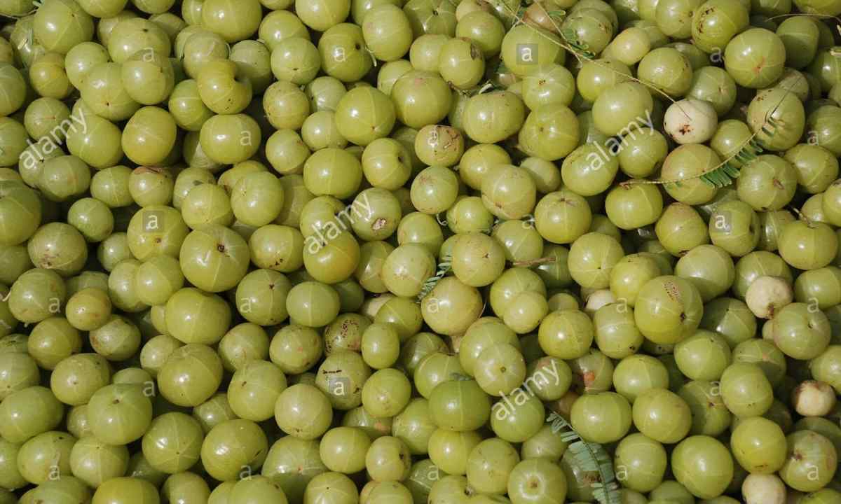 Curative properties of gooseberry