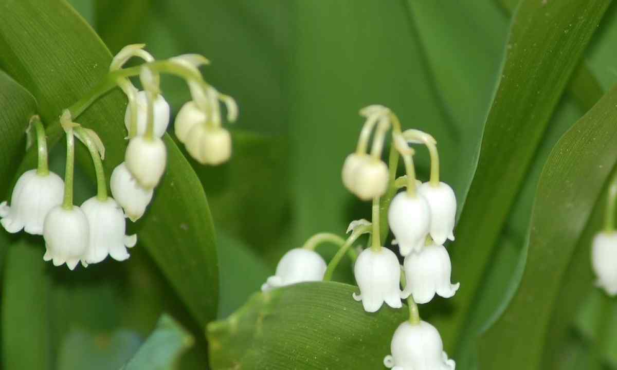 How to grow up lily of the valley