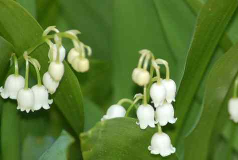 How to grow up lily of the valley