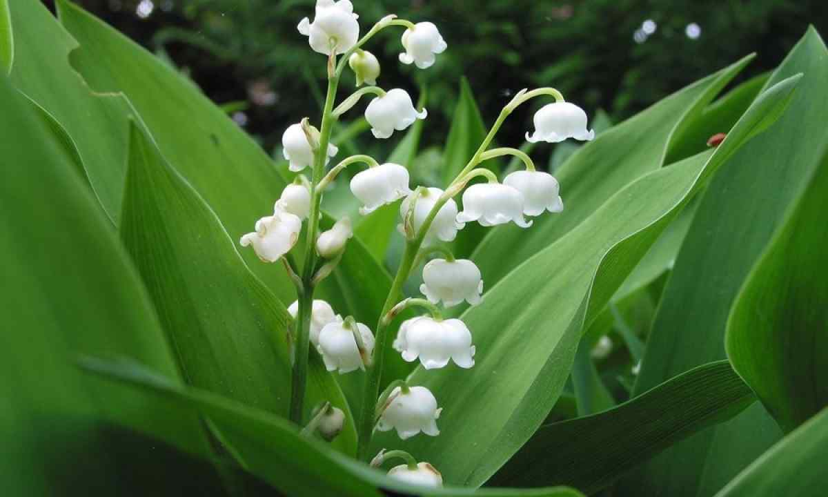 How to grow up lilies of the valley