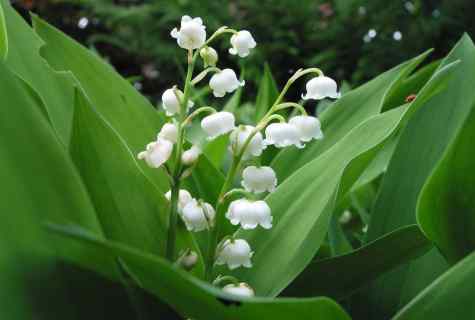 How to grow up lilies of the valley