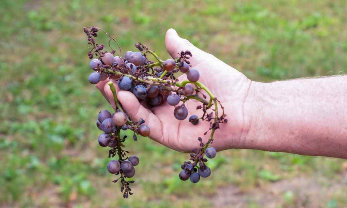 How to protect grapes from diseases
