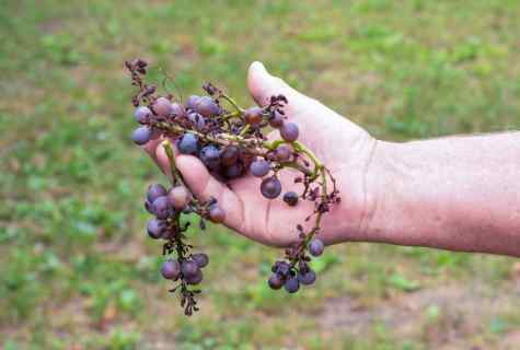 How to protect grapes from diseases