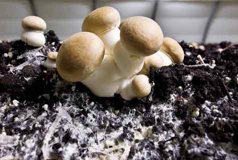 How to grow up champignon mushrooms