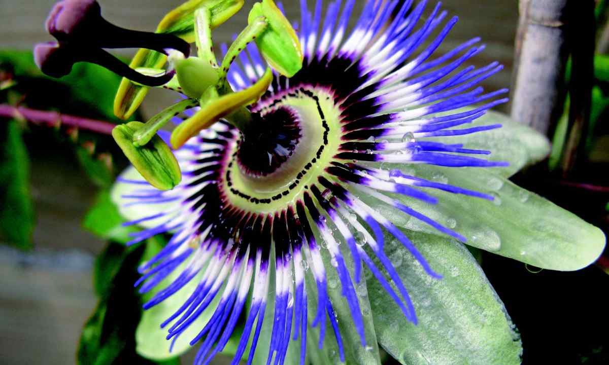 How to grow up passionflower