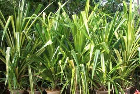 Pandanus - care in house conditions