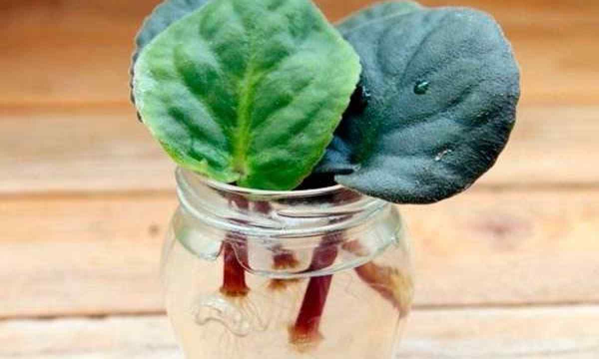 How to grow up violets