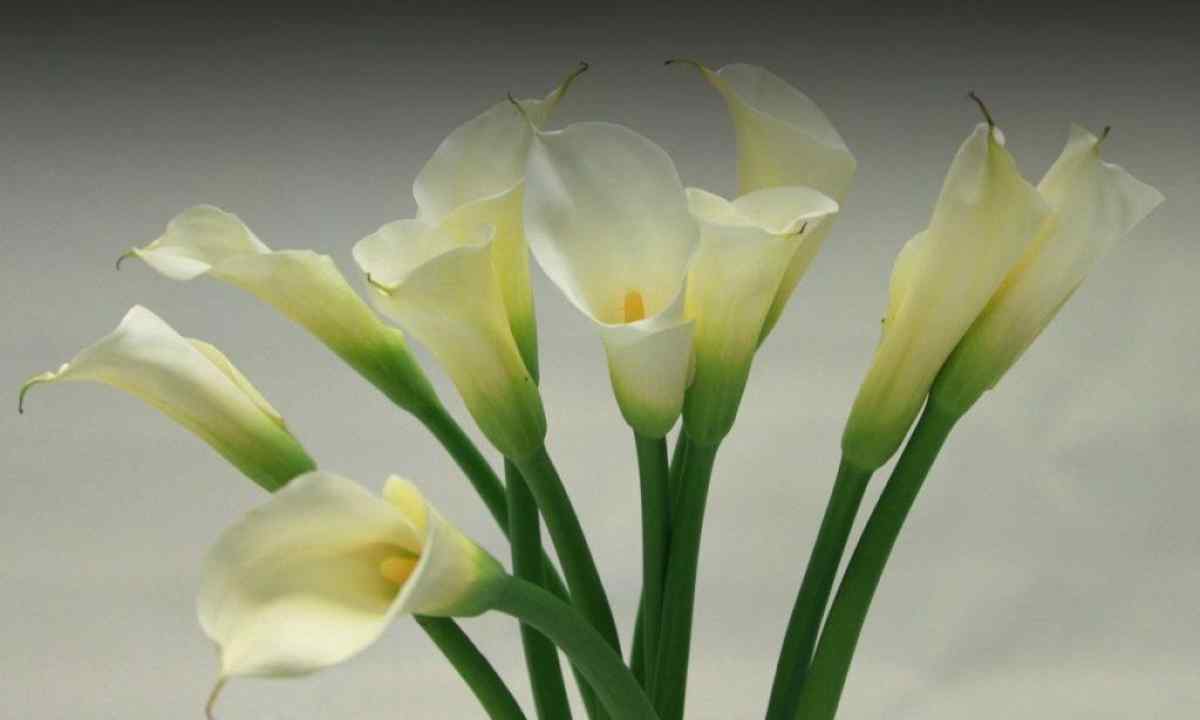 How to grow up callas