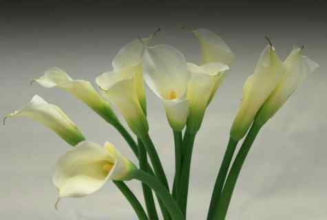 How to grow up callas