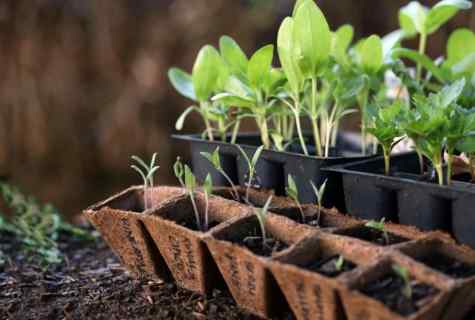 What flowers to seed on seedling in December and January