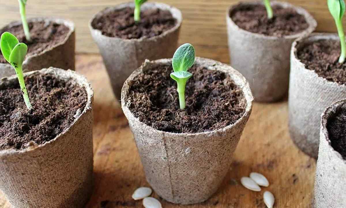 How to grow up pumpkin through seedling
