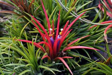 How to replace tillandsia