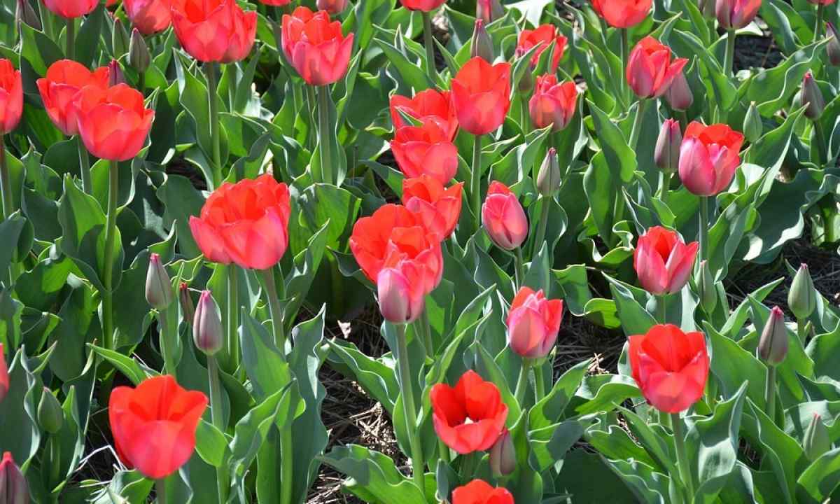 All about tulips: choice of grades