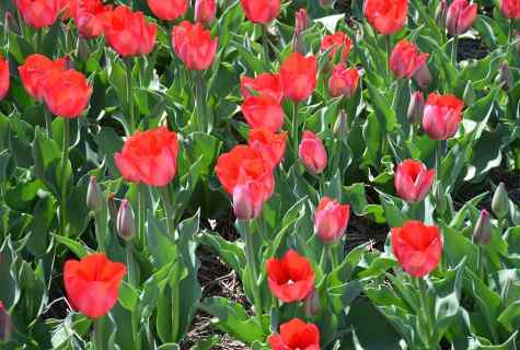 All about tulips: choice of grades