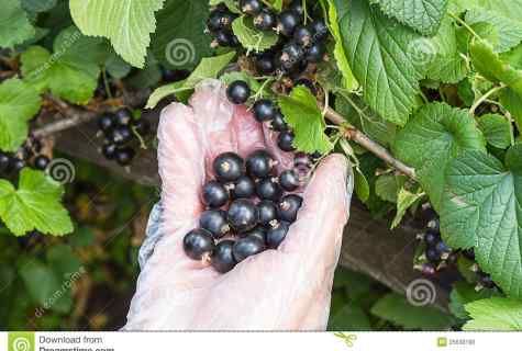 How to increase productivity of currant
