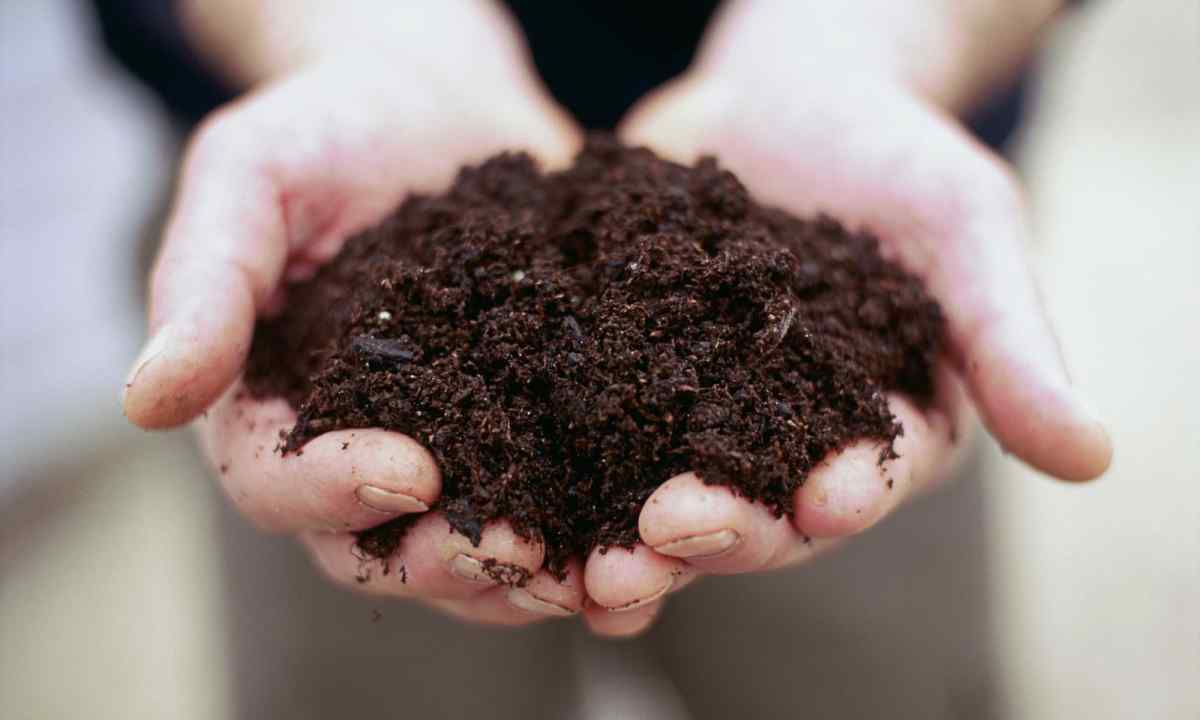 How to fertilize the soil