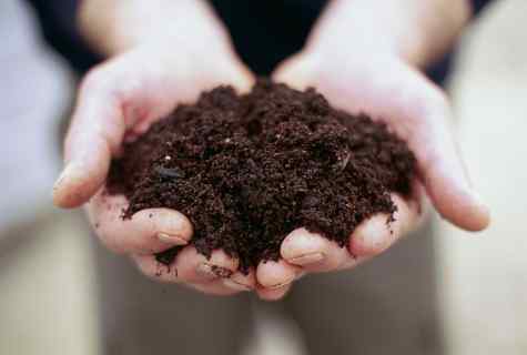 How to fertilize the soil
