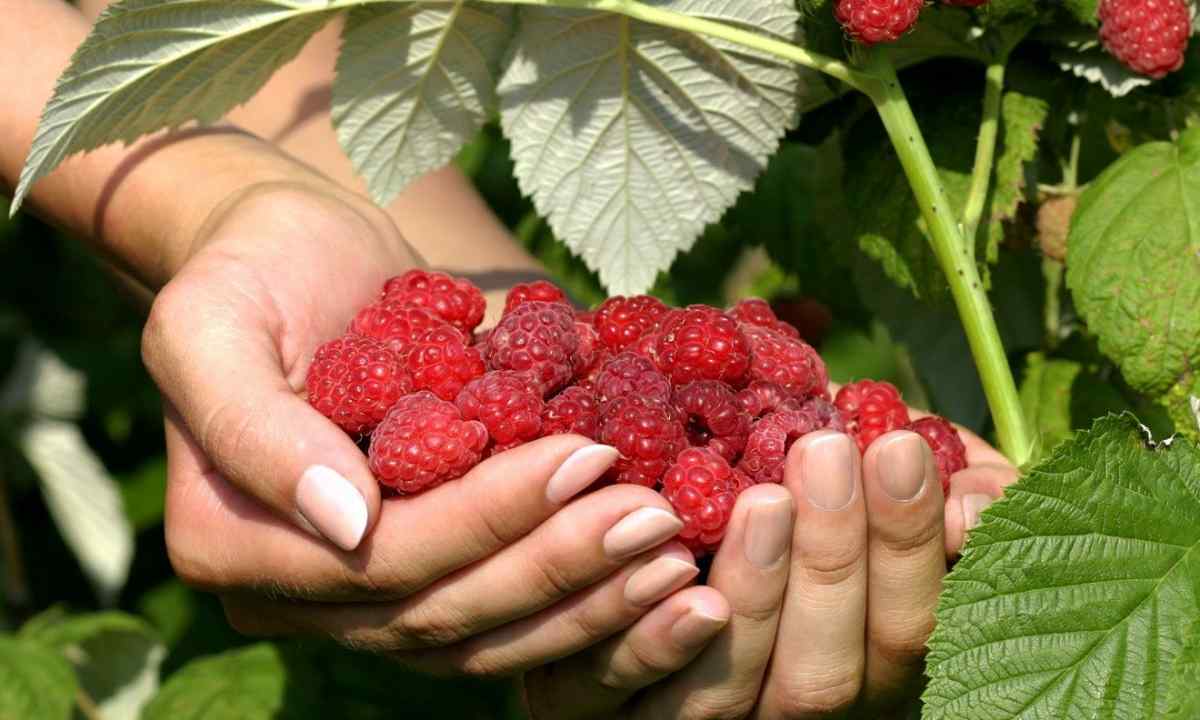 How to increase raspberry harvest