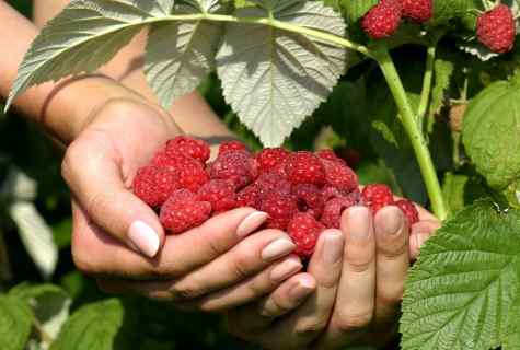 How to increase raspberry harvest