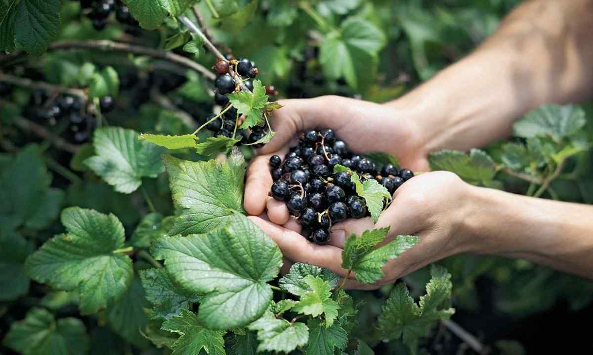 How to rejuvenate currant bush to raise harvest