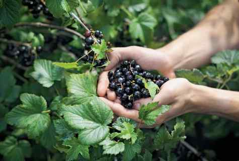How to rejuvenate currant bush to raise harvest