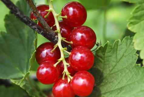 Red currant: landing and leaving