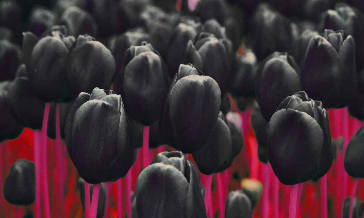 How to grow up black tulips