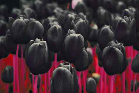 How to grow up black tulips