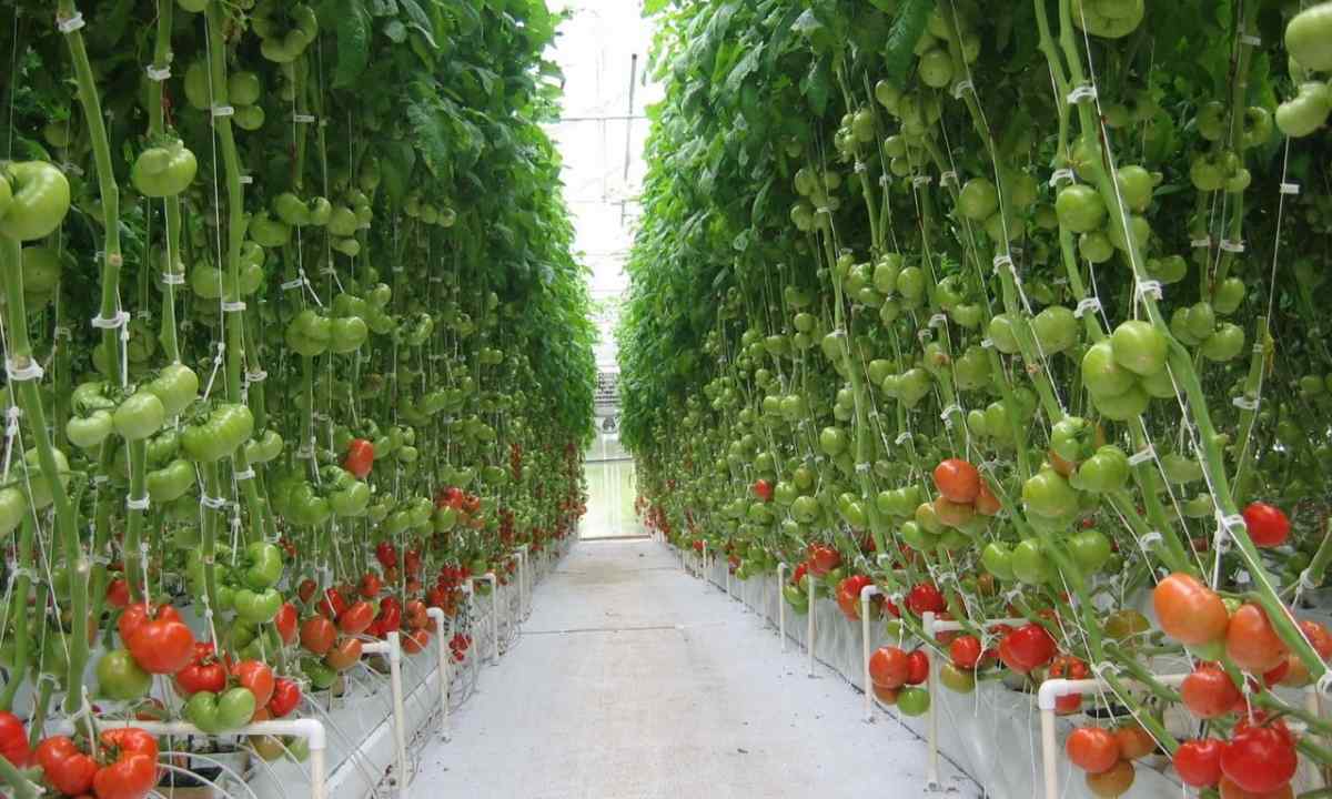When and how to hill tomatoes in the greenhouse