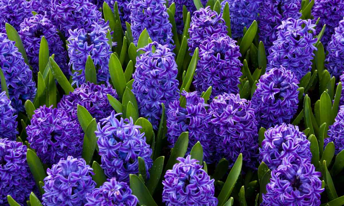 Hyacinth mix – fine flower with delightful smell