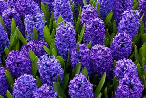 Hyacinth mix – fine flower with delightful smell