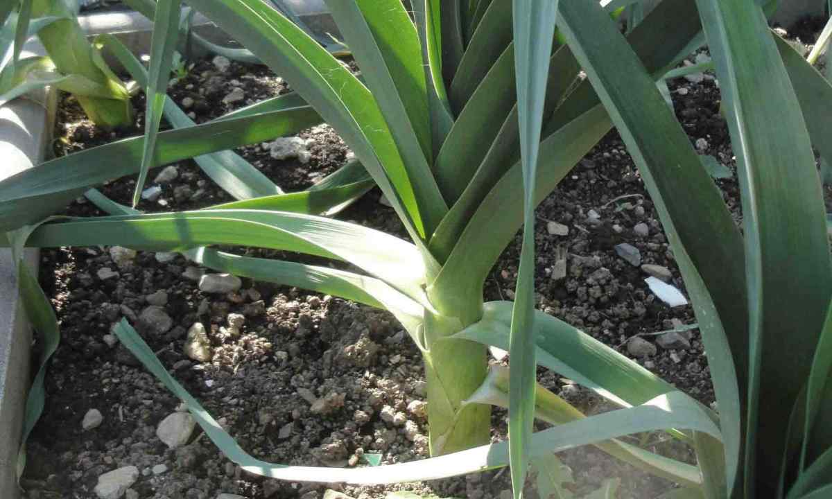 How to plant leek