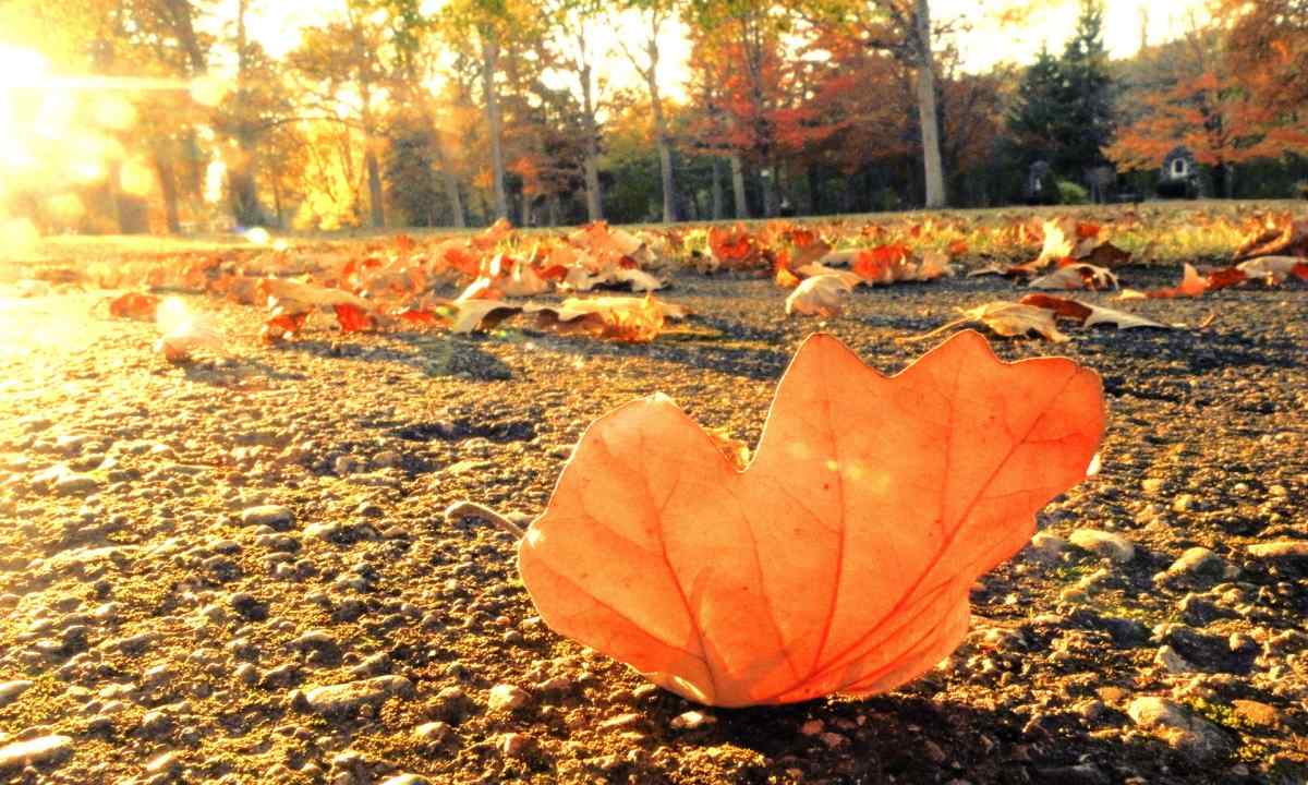 Autumn crocus autumn - landing and leaving