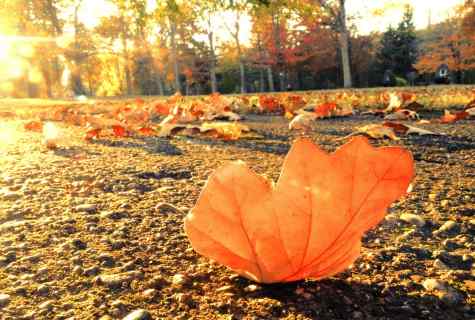 Autumn crocus autumn - landing and leaving
