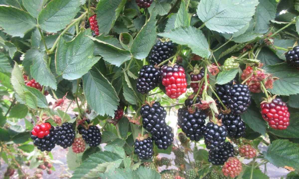 How to grow up blackberry at the dacha