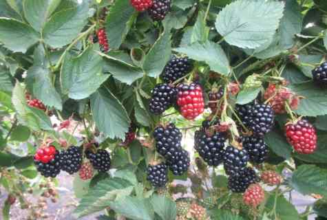 How to grow up blackberry at the dacha
