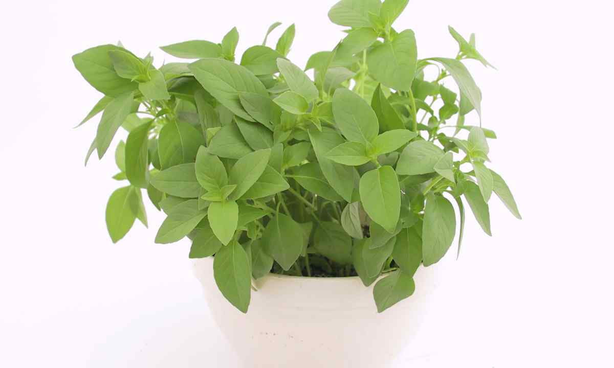 How to select basil seeds according to aroma