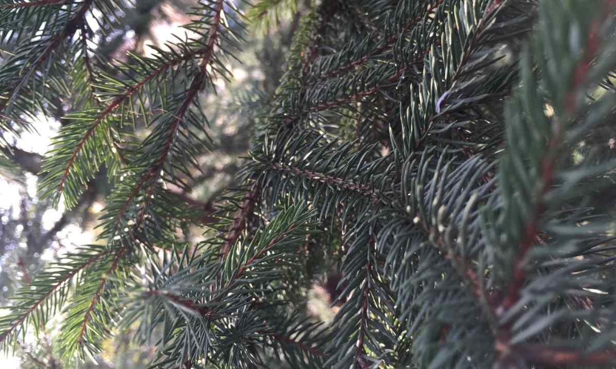 How to replace fir-trees