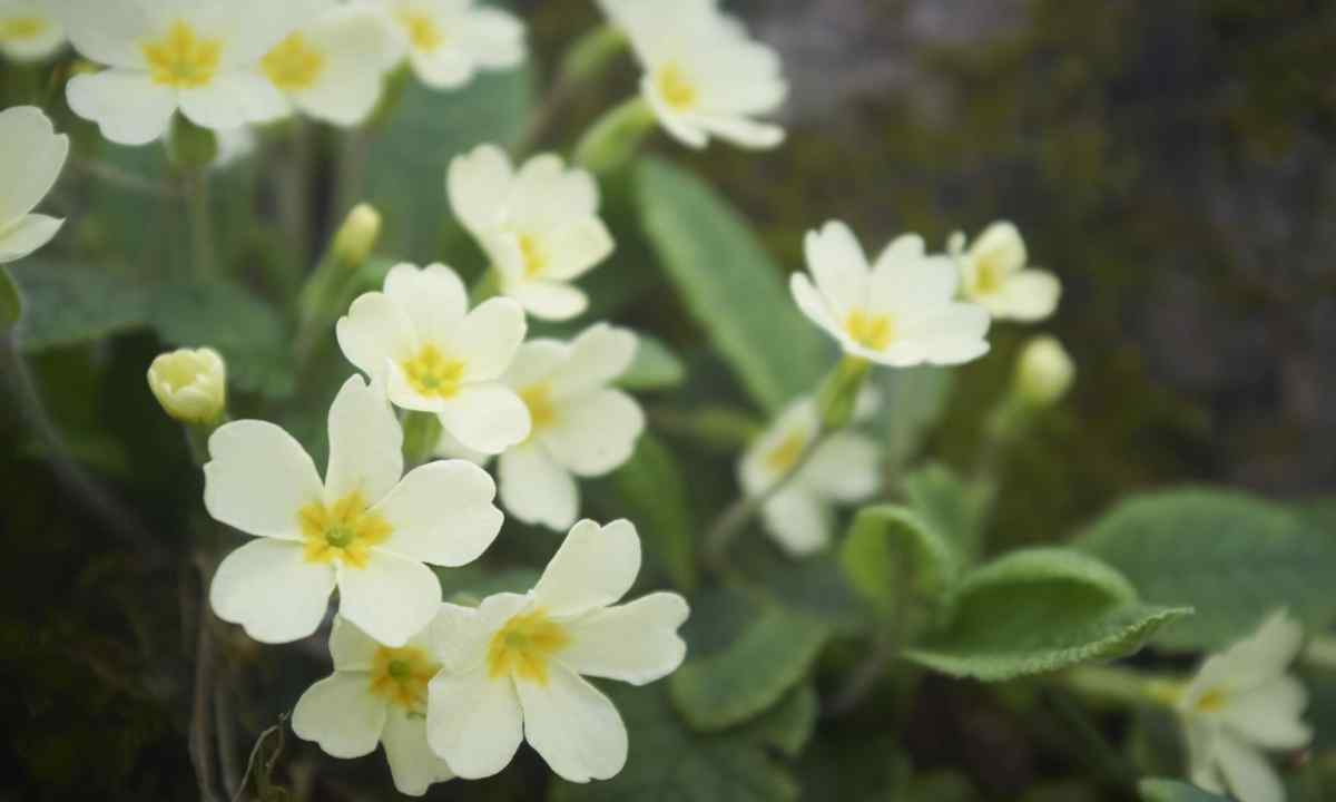 How to replace primrose