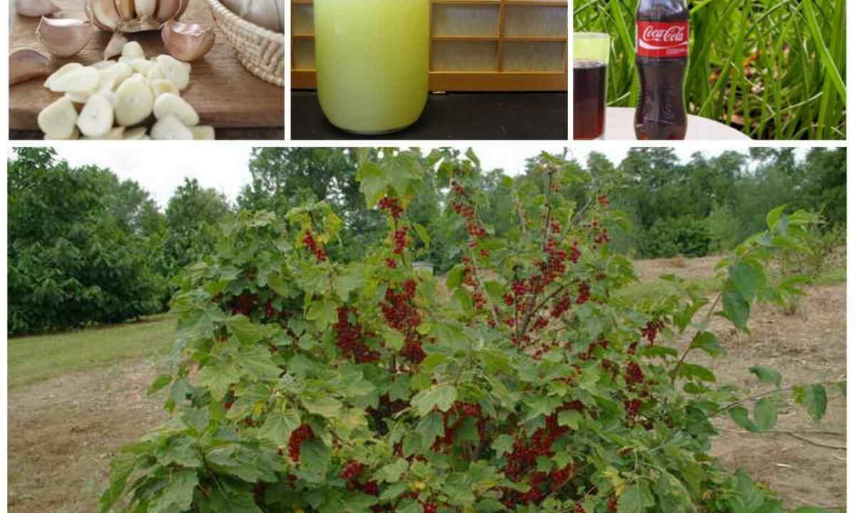 How to plant currant