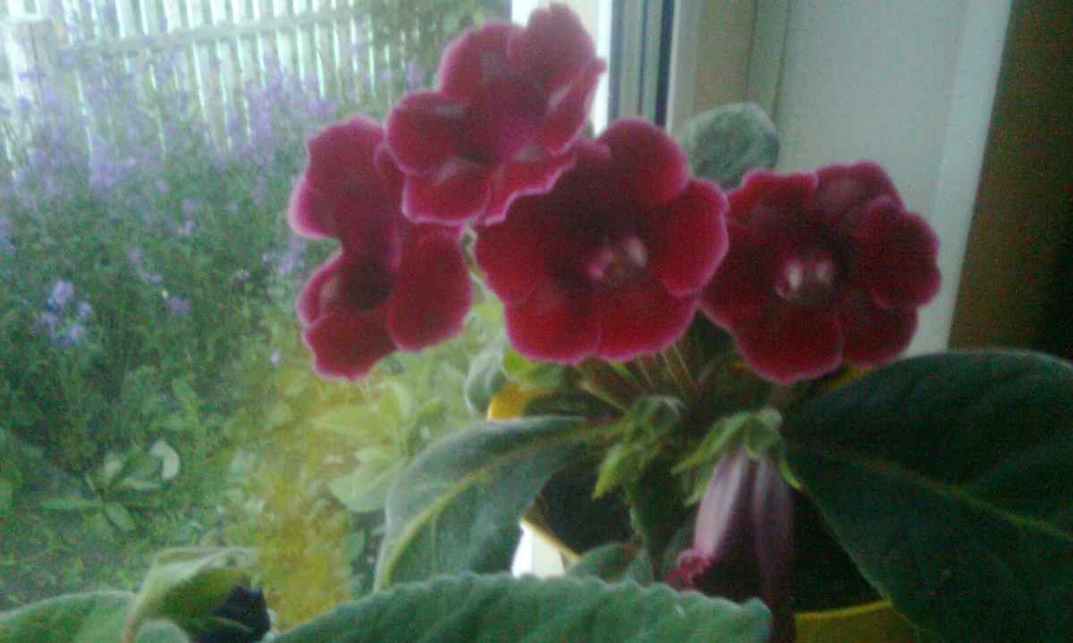 How to grow up gloxinia from seeds