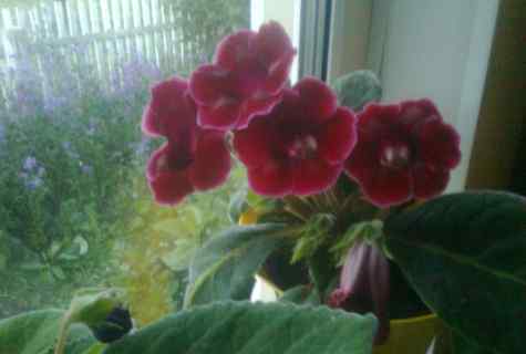 How to grow up gloxinia from seeds