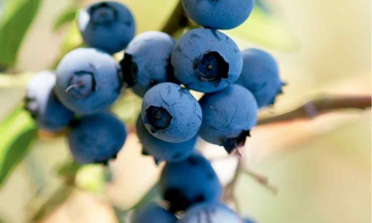 How to grow up bilberry from seeds