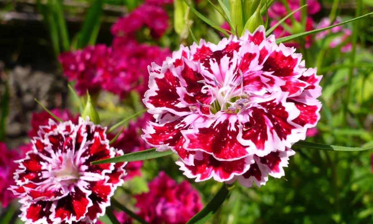 How to grow up carnation from seeds