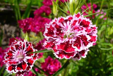 How to grow up carnation from seeds