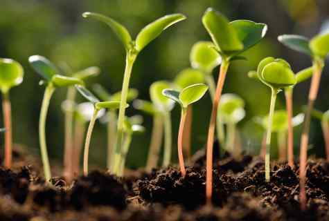 How to grow up watermelon seedling